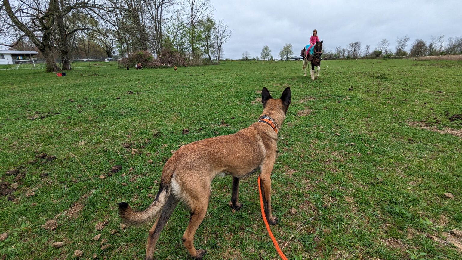 sarrell-farm-pikeville-tn-tennessee-valley-training